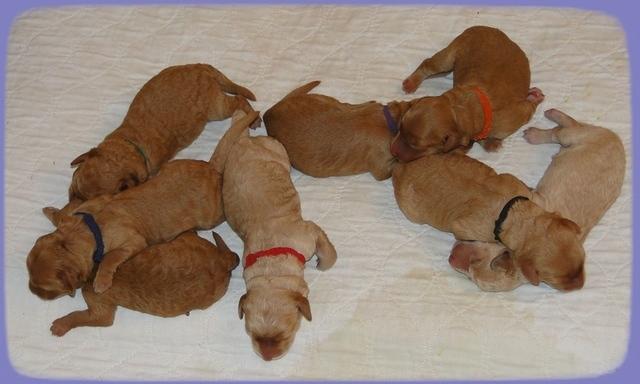 SR pups 2 days old group 1