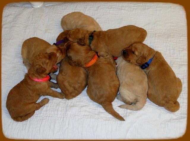 SR pups 2 wks old group 2