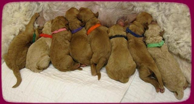 SR pups newborn group row 25