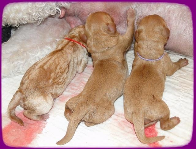 Sadie Mae newborn group pics 5