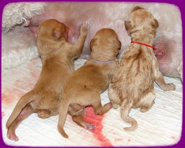 Sadie Mae newborn group pics 6