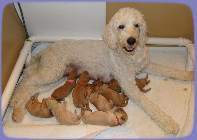 Sadie mae and pups 1 wk old