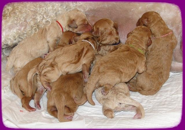 Sadie new born pics group 1