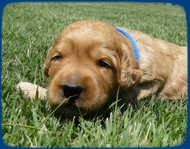 SR pups 2 wks old 40