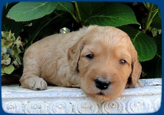 SR pups 3 wks old 28