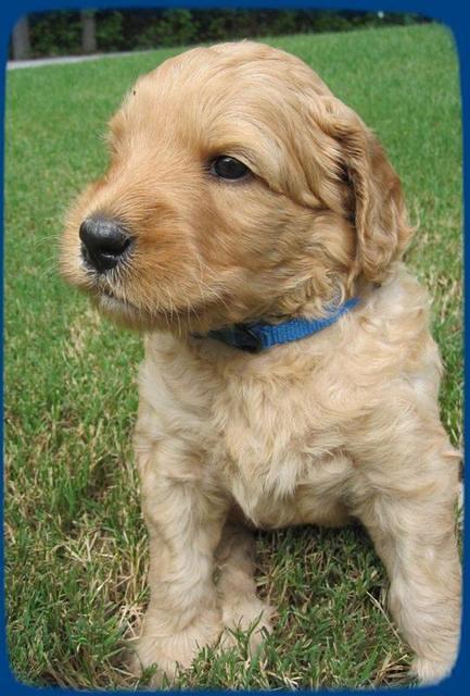 SR pups 4 wks old 11