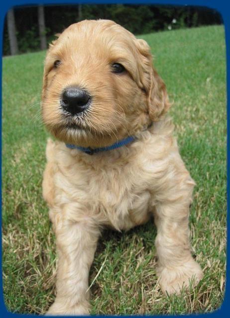 SR pups 4 wks old 12