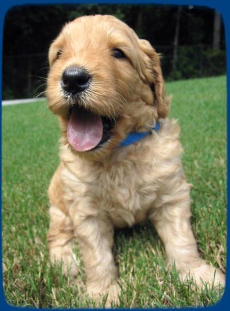 SR pups 4 wks old 14