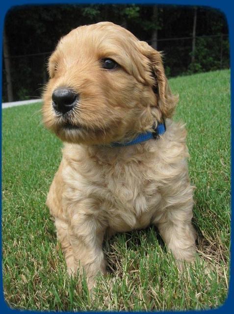 SR pups 4 wks old 16