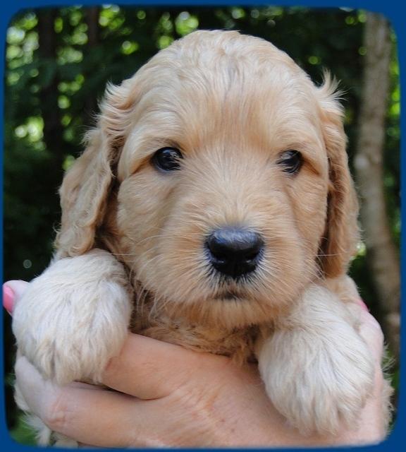 SR pups 4 wks old face 1