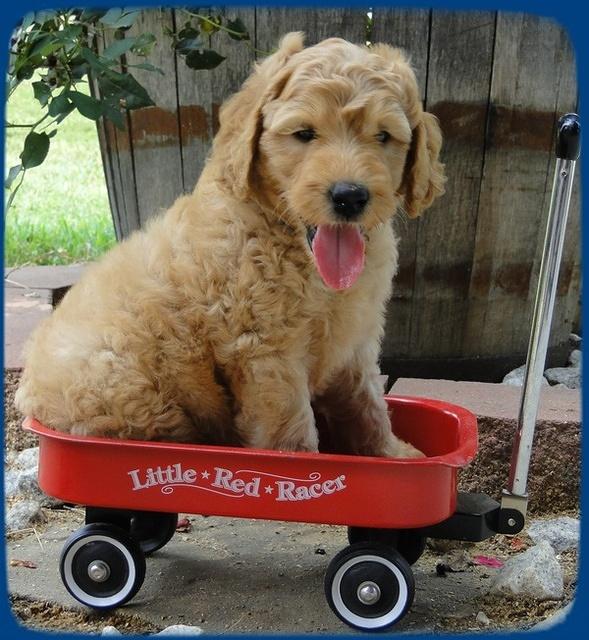 SR pups 6 wks old 14