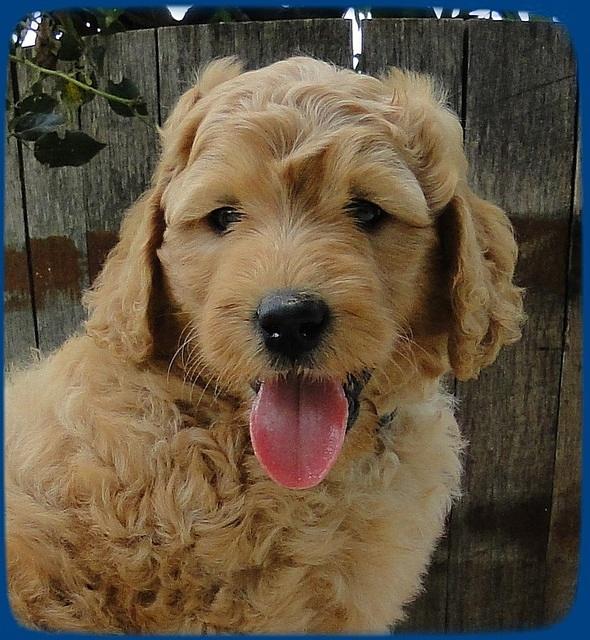 SR pups 6 wks old 15