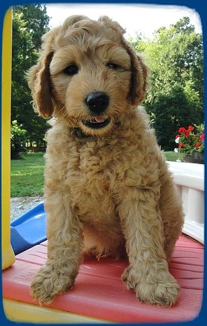 SR pups 7 wks old 18