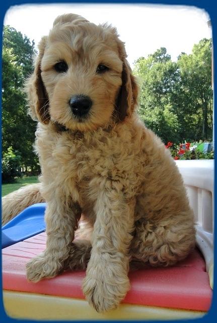 SR pups 7 wks old 38