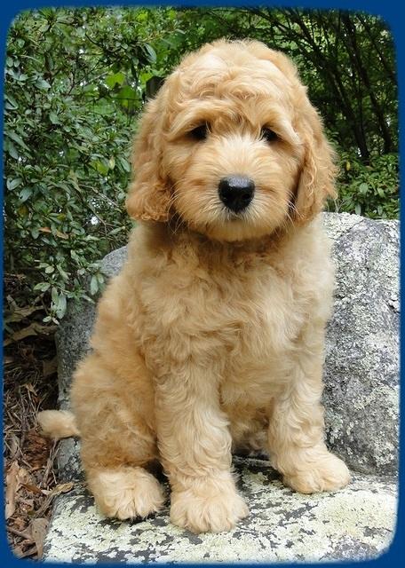 SR pups 8 wks old 45