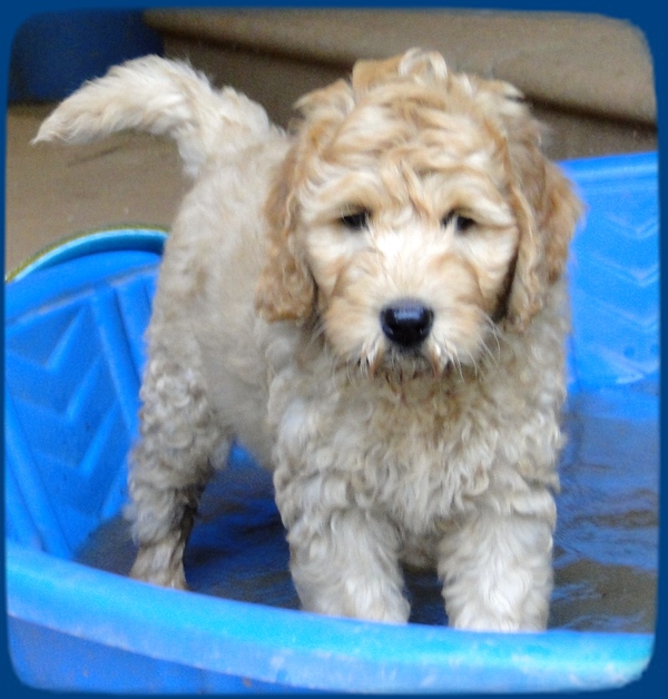 SR pups 8 wks old 55