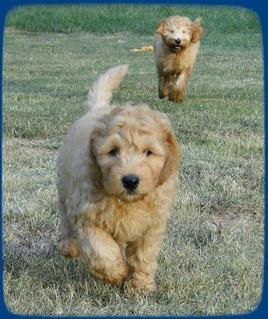 SR pups 8 wks old 58