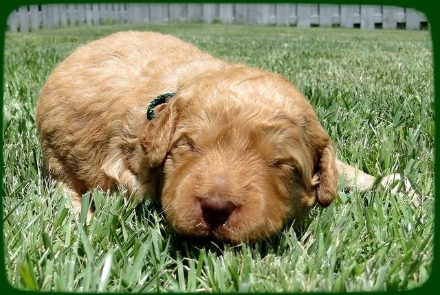 SR pups 2 wks old 5