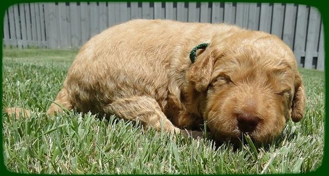 SR pups 2 wks old 7