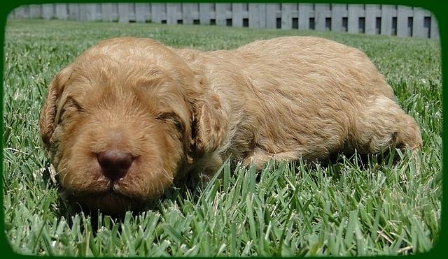 SR pups 2 wks old 8