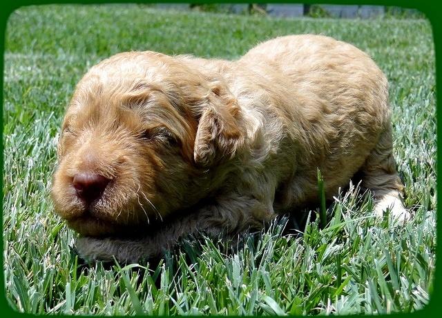 SR pups 2 wks old 9