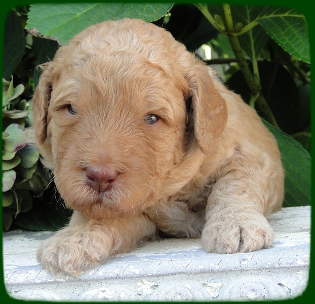 SR pups 3 wks old 17