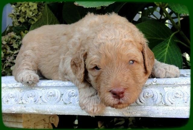SR pups 3 wks old 18