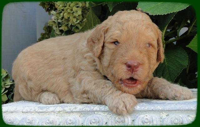 SR pups 3 wks old 20