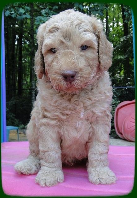 SR pups 5 wks old 13
