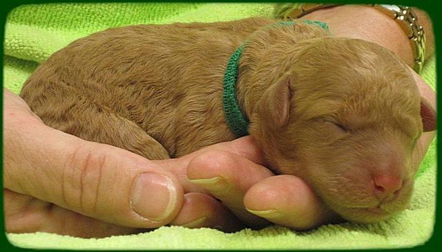 SR pups newborn 21