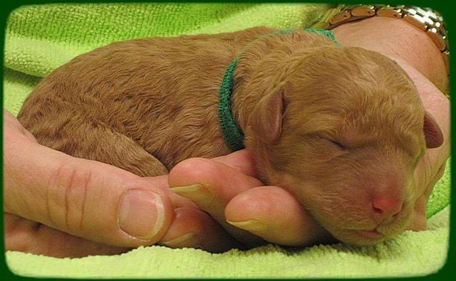 SR pups newborn 22
