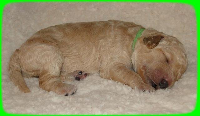 SR pups 1 wk old 26