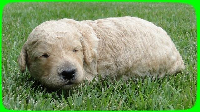 SR pups 2 wks old 19