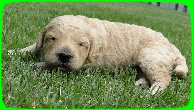 SR pups 2 wks old 20