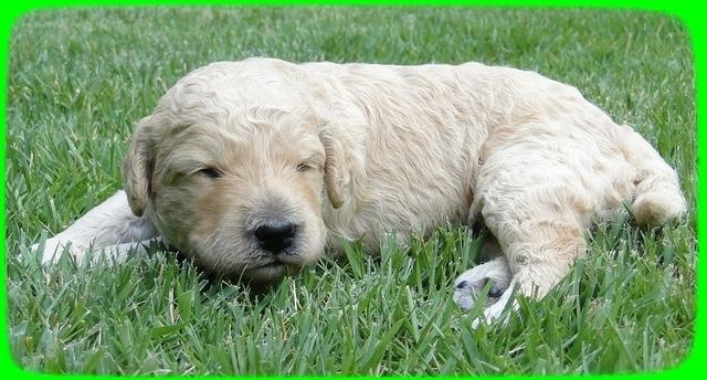 SR pups 2 wks old 21