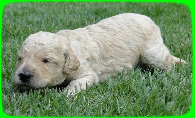 SR pups 2 wks old 22