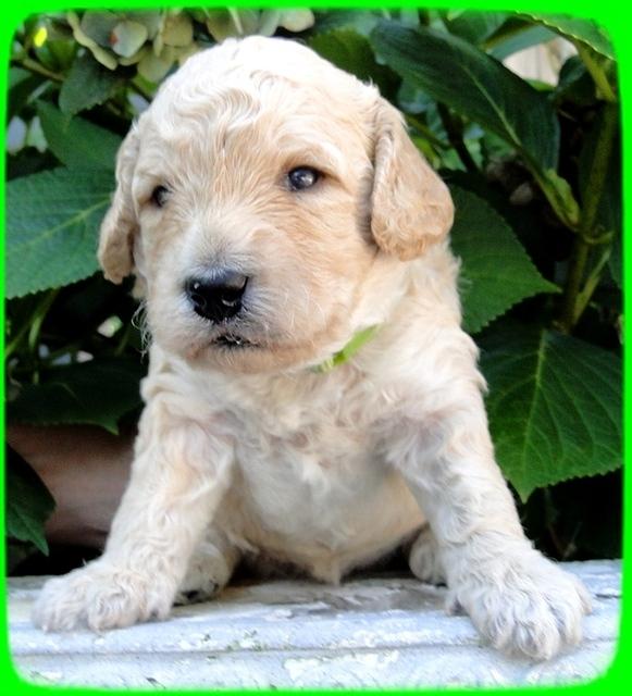 SR pups 3 wks old 22