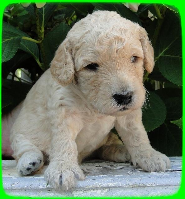 SR pups 3 wks old 23