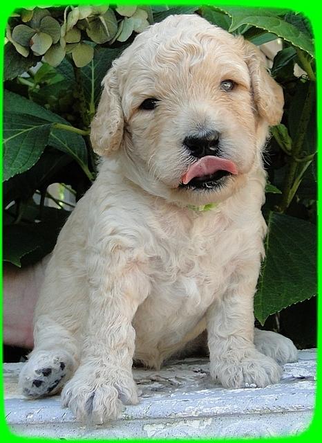 SR pups 3 wks old 24