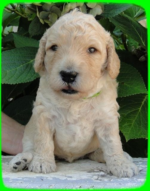 SR pups 3 wks old 25