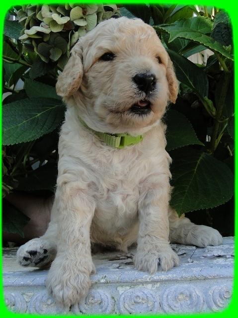 SR pups 3 wks old 26