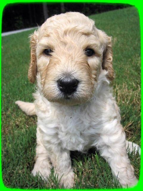 SR pups 4 wks old 19