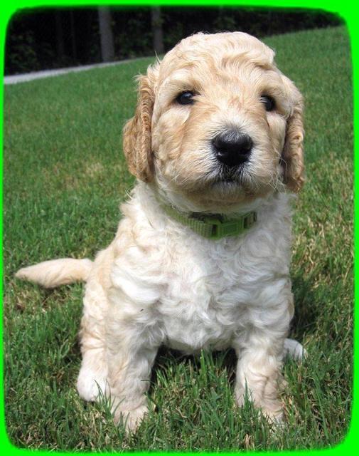 SR pups 4 wks old 41