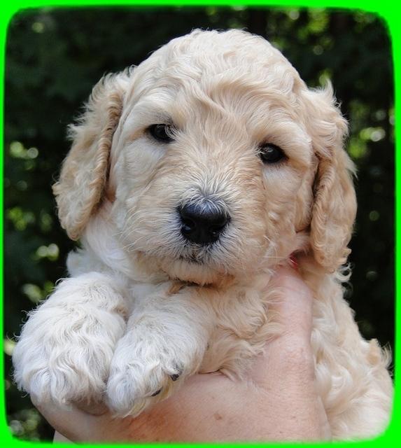 SR pups 4 wks old face 10