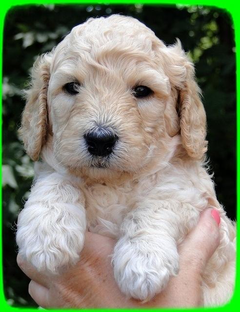 SR pups 4 wks old face 11