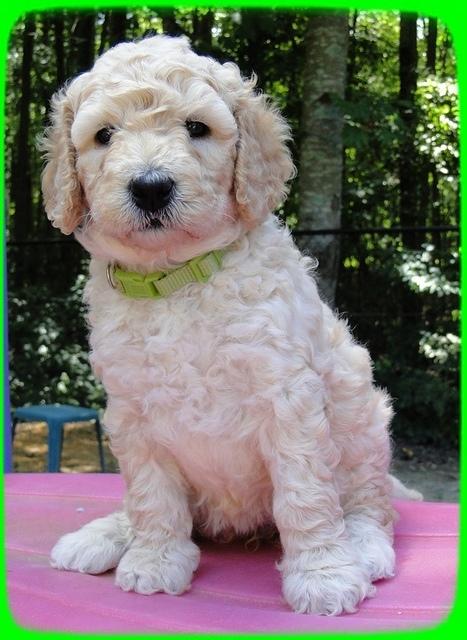 SR pups 5 wks old 7
