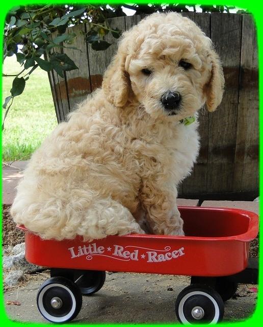 SR pups 6 wks old 16