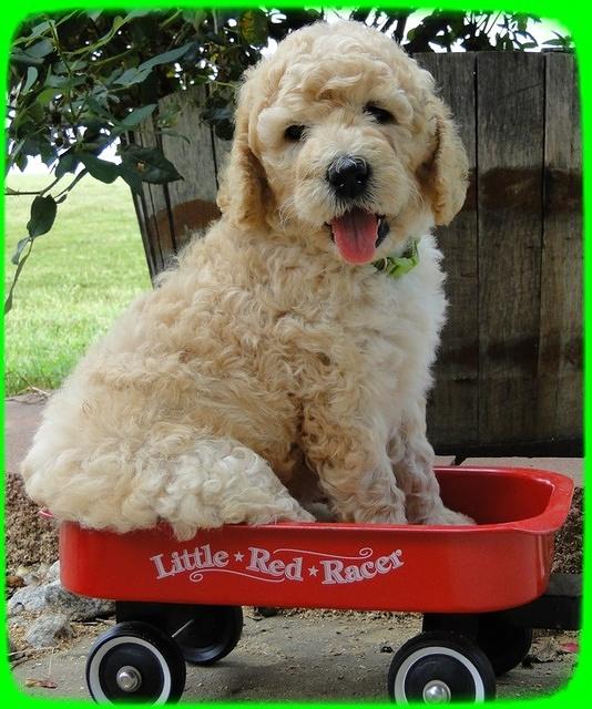 SR pups 6 wks old 17