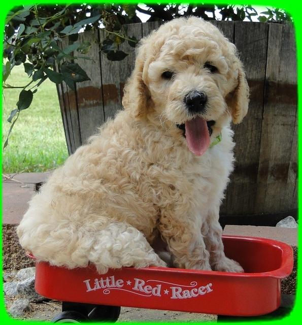 SR pups 6 wks old 18