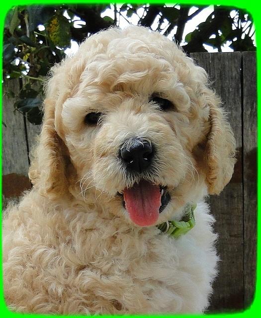 SR pups 6 wks old 19